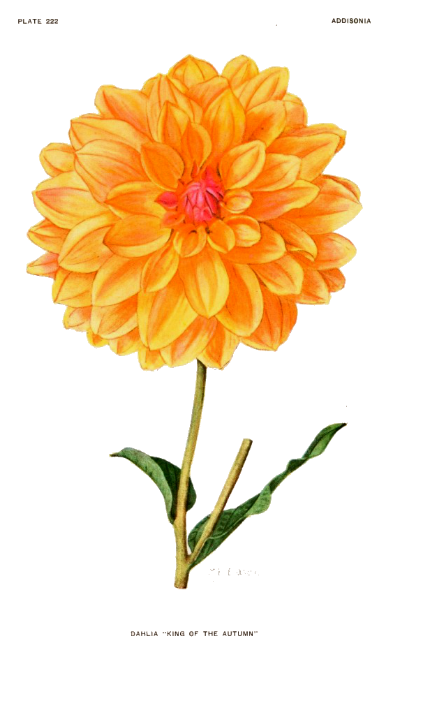 Dahlia